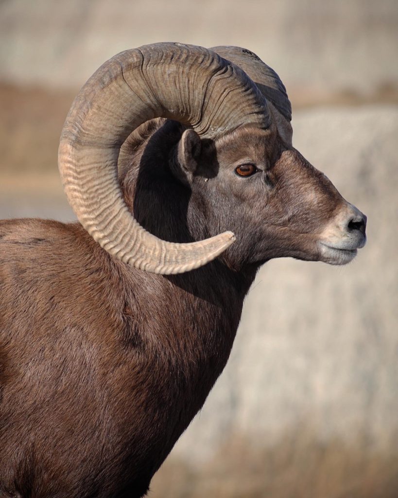 Best National Parks for Spotting Wildlife