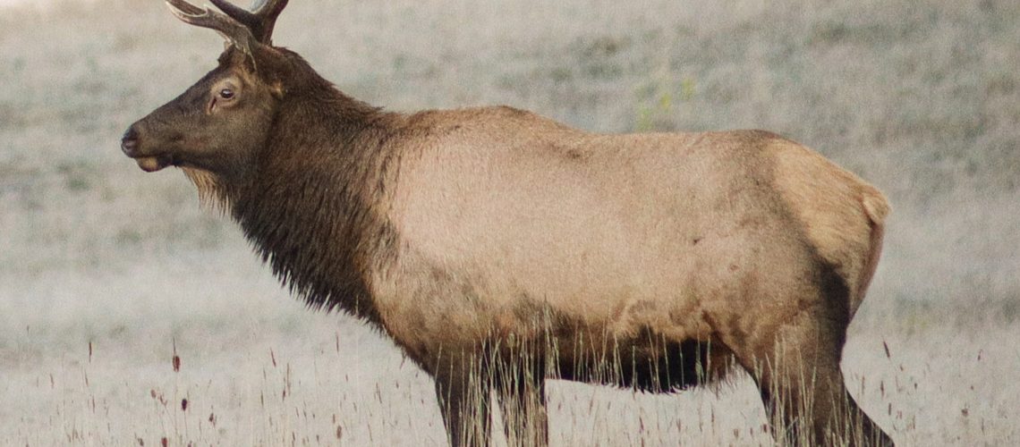 elk viewing guide for benezette