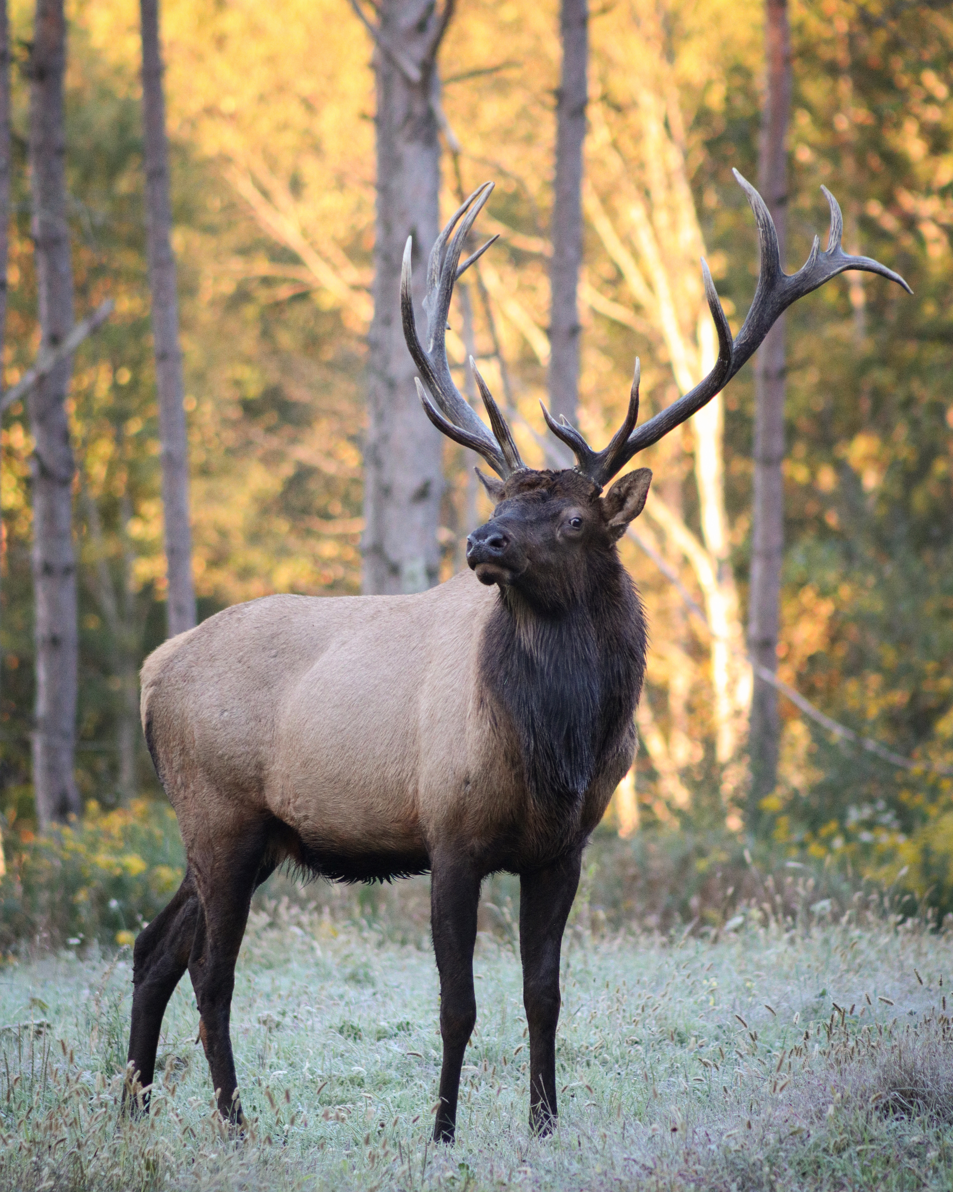 elk viewing guide for benezette
